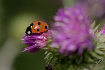 Marienkäfer auf der Wiese