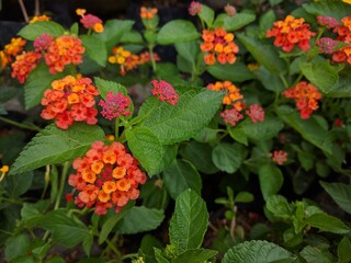 Close up of cute orange and red Lantana Camara flowers