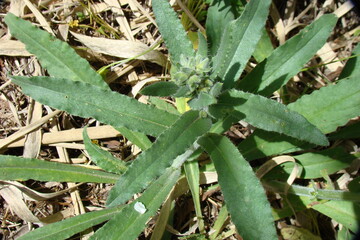 Undulate Alkanet (Anchusa undulata)