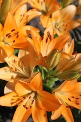 Fototapeta premium Bouquet of orange lilies. Flower background, flower landscape, gardening as a hobby. 