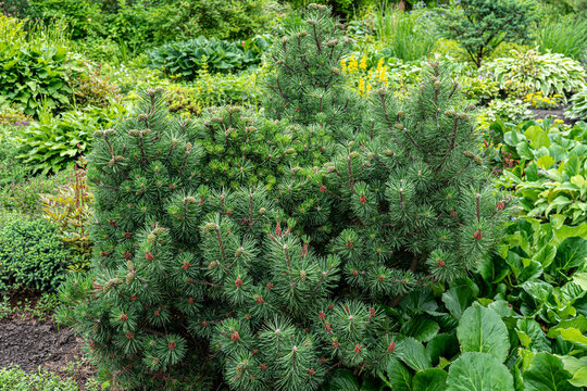 Mountain pine
Coniferous plant, tree, or shrub; a species of the genus Pine in the Pine family