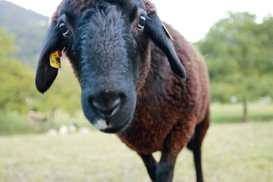 Montafoner  Steinschaf