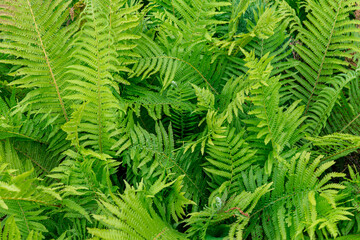 close up leaf of fern Matteúccia struthiópteris