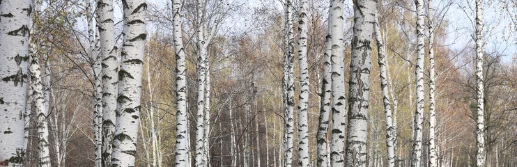 Wandcirkels Foto's beautiful scene with birches in yellow autumn birch forest in october among other birches in birch grove  © yarbeer