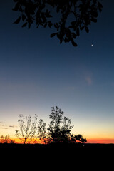 Silhouette of bush branches at sunset, with gradient sky in the background, commune of Agel, region of Occitania, department of Hérault, France