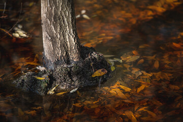 tree above pond full of autumn leaves