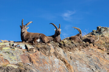 Steinböcke in den Alpen