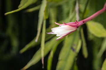 This type of orchid looks so fresh