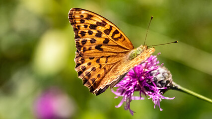 Macro of a beautiful fritillary butterfly on a flower