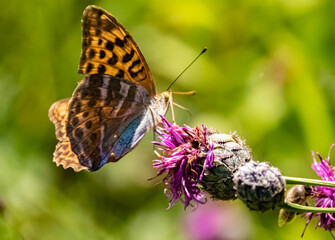 Obraz premium Macro of a beautiful fritillary butterfly on a flower