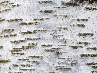 White birch tree bark with lichen growing on it