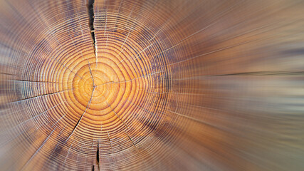 Closeup macro view of end cut wood tree section with cracks and annual rings. Natural organic...