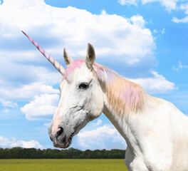 Amazing unicorn with beautiful mane in field on sunny day