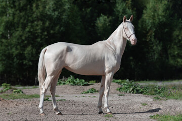 Obraz na płótnie Canvas Beautiful cremello horse with a long white mane stands on natural summer background, profile side view, exterior 