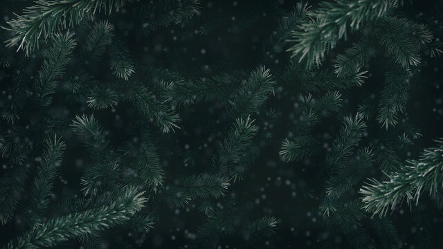 Christmas tree - conifer backround II.