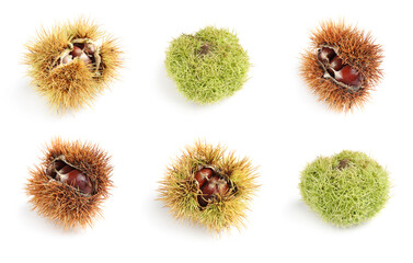 Set of sweet edible chestnuts on white background