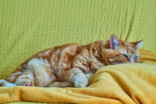 Thick Redhead Cat Lies On A Yellow Bedspread On The Sofa.