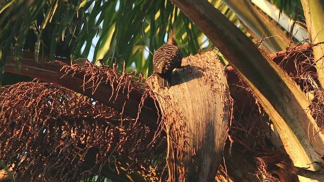 Pica pau amarelo comendo na folha do coqueiro e dan&ccedil;ando em S&atilde;o Paulo Brasil