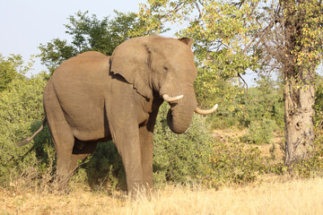 Afrikanischer Elefant / African elephant / Loxodonta africana