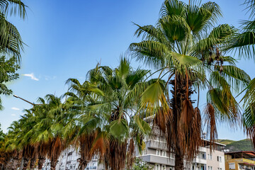 Palm trees grow in a row along a street in Alanya (Turkey). Many fan palms on the background of blue sky in a tropical city outdoors