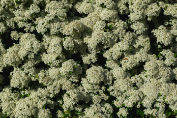 Wall of tiny white flowers of firethorn (Pyracantha)
