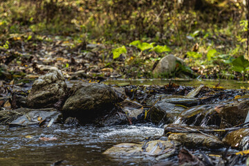 Fototapeta na wymiar small river in the forest