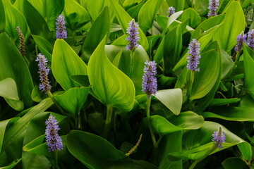 Pickerelweed (Pontedria Cordata) group of flowers  © Gert-Jan van Vliet