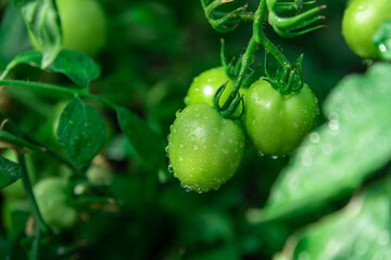 Green wet tomatoes in the greenhouse