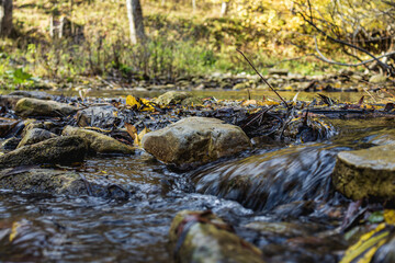 stream in the forest