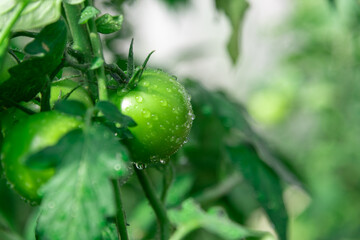 Obraz premium Green wet tomatoes in the greenhouse