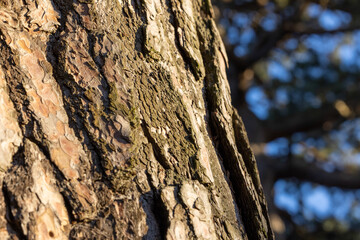 Close up of Tree Bark