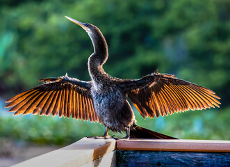 Anhinga Bird Extending Wings