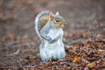 Squirrel standing in the Park