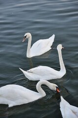 Obraz premium Swans on the sea - Seaside places