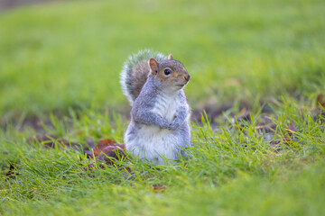Naklejka na ściany i meble Squirrel standing in the Park