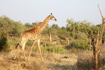 Giraffe / Giraffe / Giraffa Camelopardalis