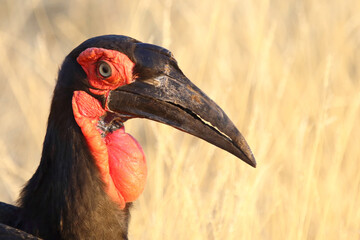 Kaffernhornrabe / Southern Ground Hornbill / Bucorvus leadbeateri