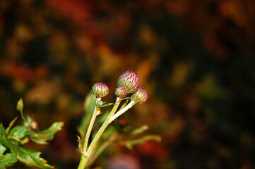 The buds of the Thistle in the background foliage