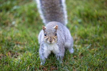 Squirrel staring at the camera