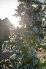 Christmas Tree Sunlight