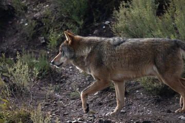 Lobo ibérico entre vegetación 
