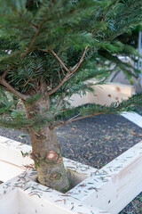 Christmas Tree Trunk