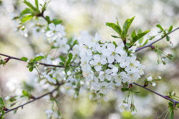 white cherry blossom