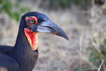 Kaffernhornrabe / Southern Ground Hornbill / Bucorvus leadbeateri