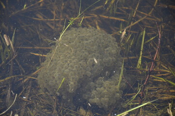 Spawn / Laich / frog eggs / tadpole