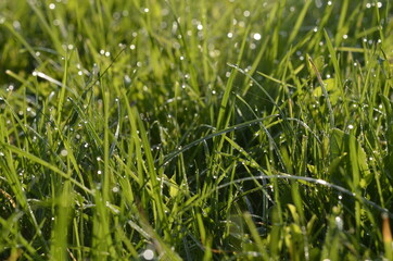 green grass with dew