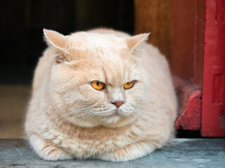 Lazy fat white and ginger angry cat.