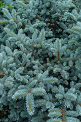 Blue spruce, or prickly spruce (Latin Pīcea pūngens), is a tree; a species of the genus Spruce.