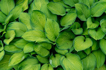 Hosta (Latin: Hósta) is a genus of perennial herbaceous plants in the family