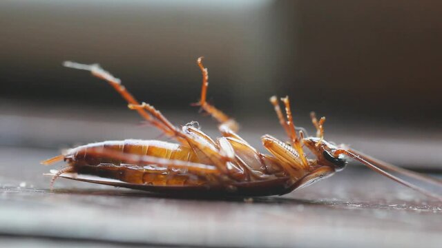 insect repellent. dying cockroach close up. insecticide and pesticide concept. Pest control